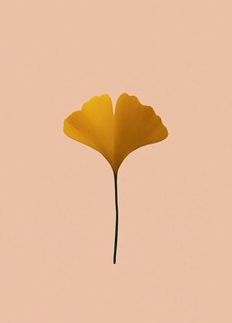Single single yellow flower with a long stem. the flower is in the center of the image and is the only object in the frame. it is a ginkgo biloba, a type of flowering plant native to japan.