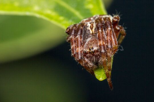 Closeup macro of Agalenatea redii spider on leaf, detailed view of gorse orbweaver with fine hairs.