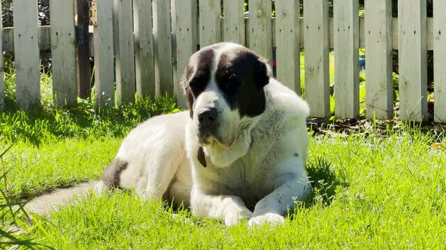A large dog lies resting on green grass in a sunny yard. This peaceful scene evokes a warm, cozy feeling of calm companionship and serene relaxation.