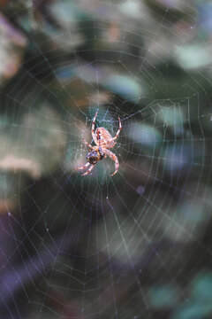 Orb-weaver spider consuming captured insect on web