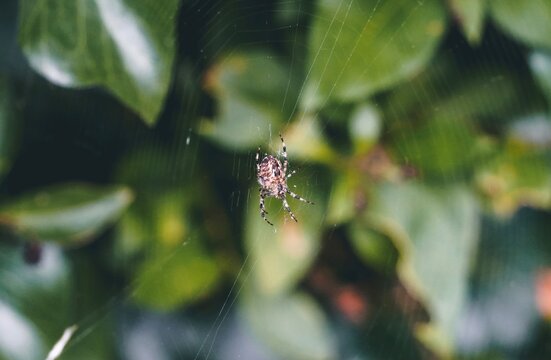 Small orb-weaver spider suspended on web in garden 