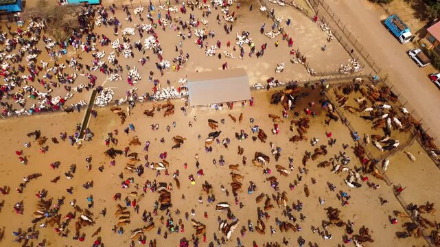 Top-down drone footage of the bustling Kimana livestock market in Kenya, showing Maasai pastoralists trading cattle, goats and sheep alongside transport trucks and livestock pens.
