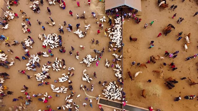 Top-down drone footage of the bustling Maasai livestock market in Kimana, Kenya, where pastoralists trade cattle, goats and sheep in one of the region's largest open-air livestock markets.