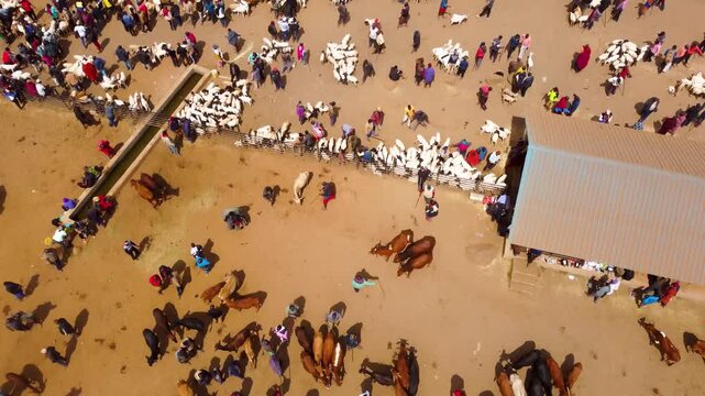 Top-down drone footage of the bustling Maasai livestock market in Kimana, Kenya, where pastoralists trade cattle, goats and sheep in one of the region's largest open-air livestock markets.