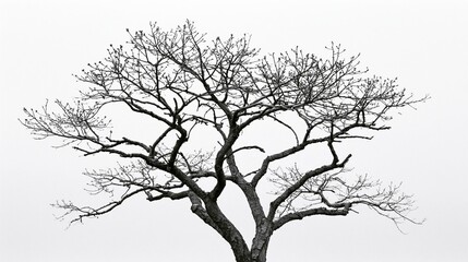 Fototapeta premium The Tree in Winter: Stark Bare Branches Reaching Against a Pale Sky