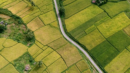 Obraz premium The Rice Fields From Above Amid Winding Road and Patchwork Landscape