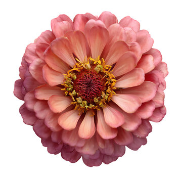 Pink zinnia flower in full bloom top down perspective