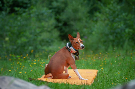 Basenji in park on sunny summer day. Basenji resting in grass.