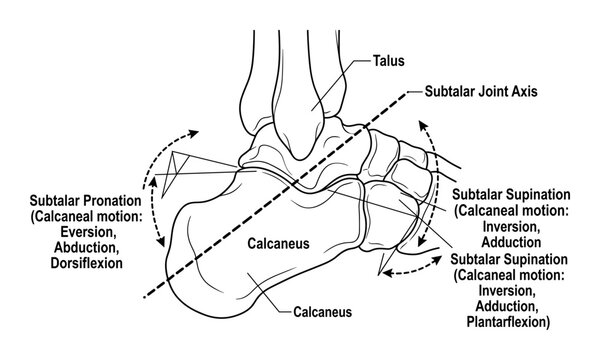 Subtalar joint motion illustrating pronation and supination with calcaneal movements.