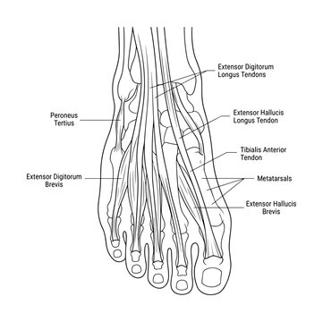 Anatomical illustration of foot tendons and muscles, showing extensor tendons.
