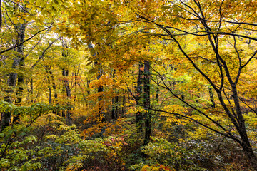 Japanese forest in autumn, with golden, yellow and orange foliage creating a dense and vibrant natural landscape. © Schilo