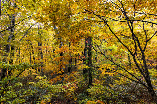 Japanese forest in autumn, with golden, yellow and orange foliage creating a dense and vibrant natural landscape.