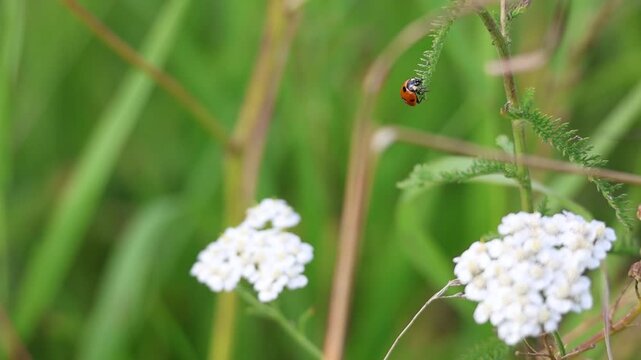 Ladybug hanging from a yarrow leaf in natural meadow vegetation, slow motion