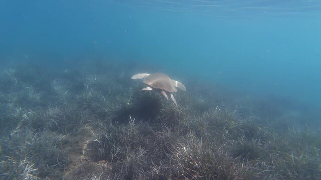 Caretta caretta sea turtle swimming underwater in the Egean Sea by the Turkish coast. A Caretta caretta in Marmaris, Mugla. Animal concept. 4k horizontal video. No people, nobody.
