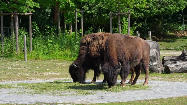 The American bison or simply bison, also commonly known as the American buffalo or simply buffalo, is a North American species of bison that once roamed North America in vast herds. 