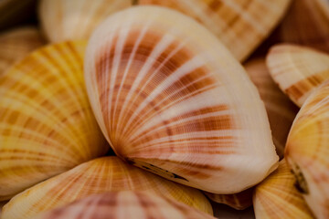 A close-up of shell textures might be the shell of a marine bivalve clam. © Yf