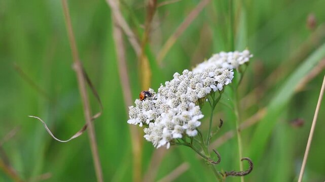 Ladybug resting on yarrow flower in a natural meadow, slow motion