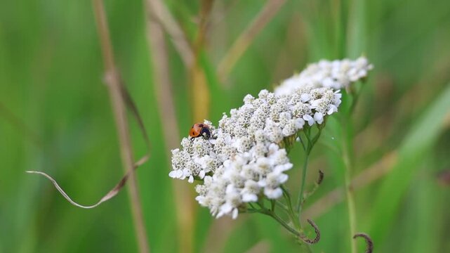 Ladybug crawling across yarrow flowers in a meadow, slow motion