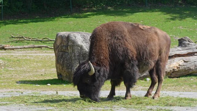 The American bison or simply bison, also commonly known as the American buffalo or simply buffalo, is a North American species of bison that once roamed North America in vast herds. 