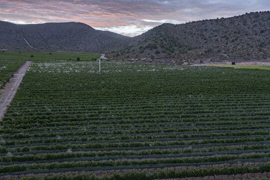 Aerial view of lush green vineyards nestled in a valley at dusk with rolling hills and a soft pink sky in the background, Parras de la Fuente, Coahuila de Zaragoza, Mexico.