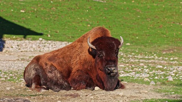 The American bison or simply bison, also commonly known as the American buffalo or simply buffalo, is a North American species of bison that once roamed North America in vast herds. 