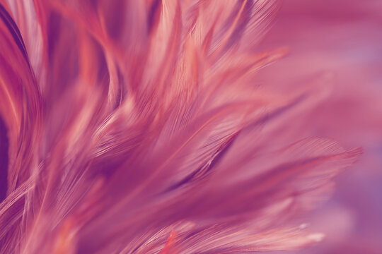 Abstract close-up of soft pink and purple feathers with graceful curves.