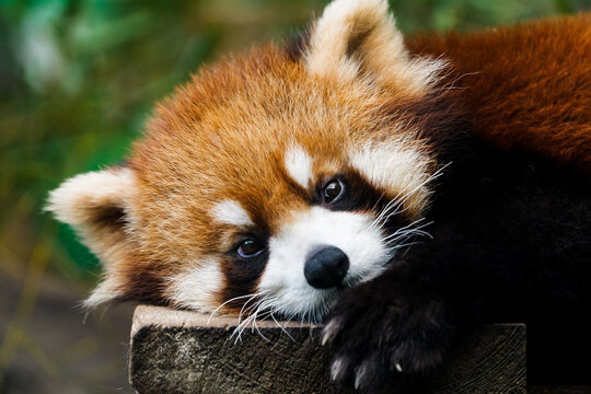 A subadult red panda resting its head on a wooden block and looking at the camera