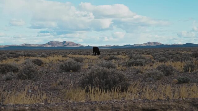Wild donkey grazing in open Nevada desert landscape