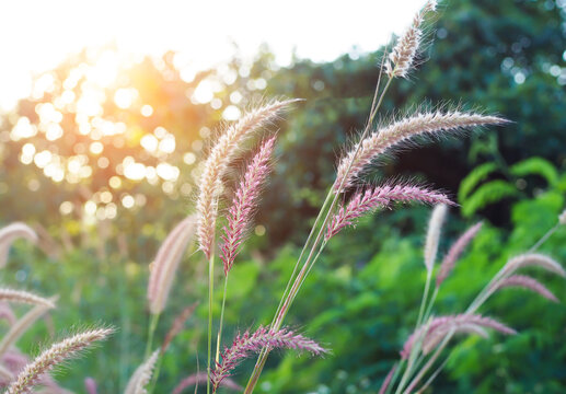 Mission grass flowers blooming in field during sunset with warm sunlight and soft bokeh.