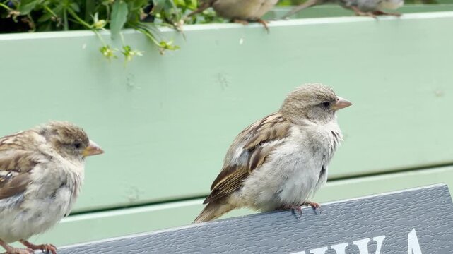 Two small sparrows perch quietly on a ledge in front of a green wooden wall. This peaceful scene evokes a calm, cozy feeling of serene nature and quiet companionship.