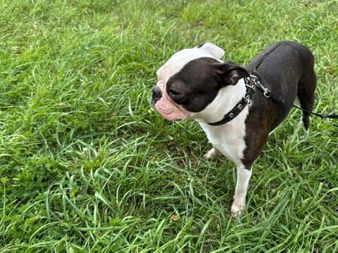 Chocolate and white Boston Terrier walking on green lawn in summer park, active pet lifestyle and outdoor fun concept, natural light. High quality photo