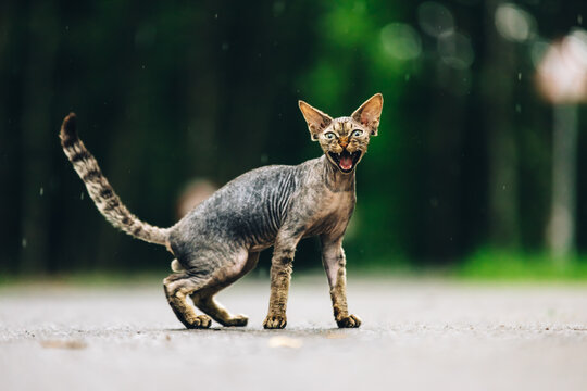 Funny Cute Beautiful Curious Playful Devon Rex Cat Looking At Camera. Devon Rex Cat With Dark Brown Tabby Fur Color On Walkway Under Rain. Green Eyes. Amazing Happy Pets