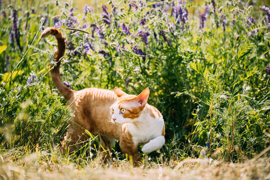 Funny Curious Young Red Ginger Devon Rex Kitten Stepping In Green Grass And Summer Flowers. Short-haired Cat Of English Breed. Lovely Pets Lovely Cats