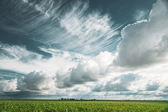 Cumulus Clouds Above Corn Field In Spring Summer Cloudy Day. Harvest Corn Season. Stratus Clouds Over Rural Field. Sky With Clouds On Horizon. Good Weather Conception. Agricultural Background