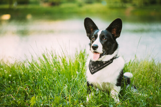 Funny Cardigan Welsh Corgi Dog Playing In Green Summer Grass At Lake In Park. Welsh Corgi Is A Small Type Of Herding Dog That Originated In Wales