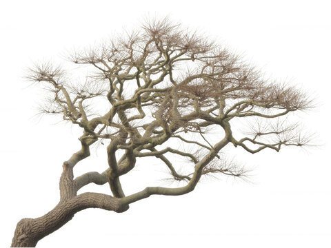 Gnarled leafless deciduous tree branch isolated on transparent background for nature design
