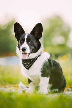 Funny Cardigan Welsh Corgi Dog Sitting Outdoor. Welsh Corgi Is A Small Type Of Herding Dog That Originated In Wales. Close Up Portrait