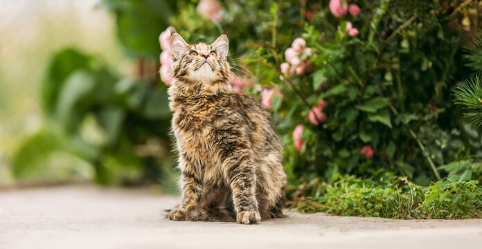 Playful Funny Curious Cute Maine Coon Cat With Red Cream Tabby Fur Color Looking Up On Flower Background. Coon Cat, Maine Cat, Maine Shag. Pets On Walk. Amazing Pets Pet