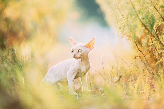 Funny Curious Afraid Young Red Ginger Devon Rex Kitten Staying In Green Grass. Short-haired Cat Of English Breed
