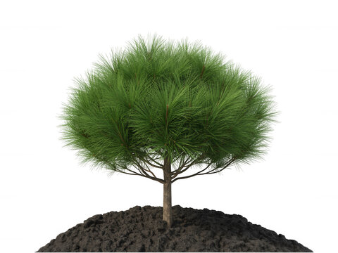 Small evergreen pine tree in soil mound isolated on transparent background