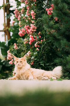 Playful Curious Funny Cute Maine Coon Cat With Bright Light-red Cream Solid Fur Color Lies On Walkway On Flower Background. Pets On Walk. Amazing Pets Pet Coon Cat, Maine Cat, Maine Shag