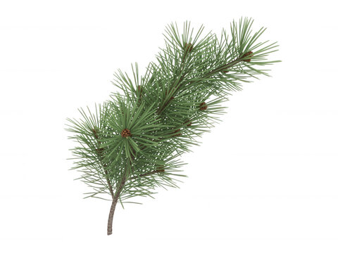 Realistic evergreen pine tree branch with small cones isolated on transparent background for seasonal decorations