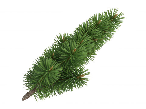 Single lush pine tree branch with green needles isolated on transparent background for seasonal design projects