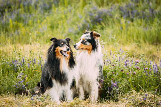 Australian Shepherd Dog And Tricolor Rough Collie, Funny Scottish Collie, Long-haired Collie, English Collie, Lassie Dog Playing In Green Grass With Purple Blooming Flowers