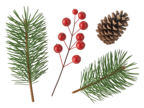 Set of festive pine branches and red winter berries with pinecone isolated on transparent background for holiday decor