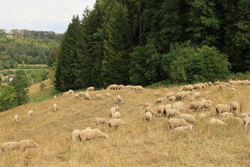 Fototapeta premium Dürre und Trockenheit im Sommer 2026 im Schwarzwald