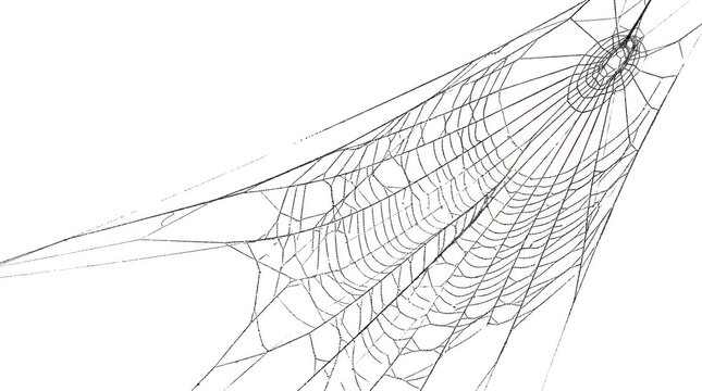 Intricate orb weaver spider web isolated on transparent background