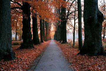 Obraz premium The Autumn Path Through Tall Trees Bathed in Golden Sunset Light