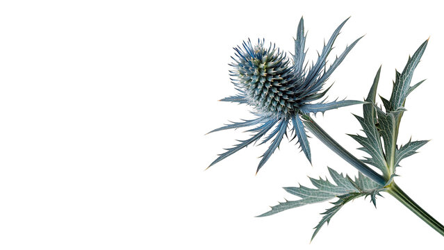 Blue thistle eryngium flower branch isolated on transparent background for wild nature design