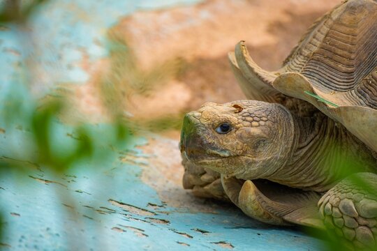 turtle in the grass